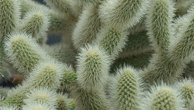 Fondo con detalle y textura de cactus de tomos verdes con pinchos de color blanco