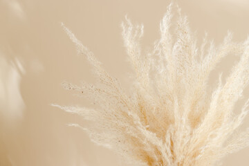 Pampas grass bouquet background over beige wall with sunlight and shadows, copy space. Dry grass background, home poster for interior, aesthetic style