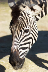 Naklejka premium Detail of the head of a zebra