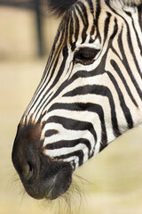 Fototapeta na wymiar Detail of the head of a zebra