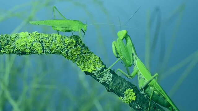 Slow motion, Green grasshopper chirps its wings next to large female Transcaucasian tree praying mantis (Hierodula transcaucasica), it attacks it and eats it sitting on tree branch. Camera zooming