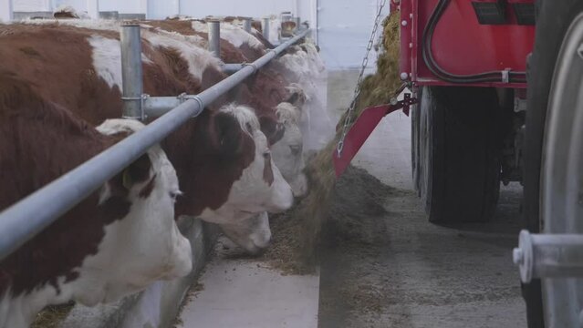 This stock video shows the process of feeding the Simmental breed of cows on a farm using a tractor. This video will decorate your projects related to cattle breeding, animal husbandry.