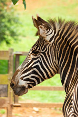 Fototapeta na wymiar Portrait of a zebra in an animal reserve.