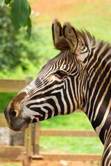 Fototapeta na wymiar Portrait of a zebra in an animal reserve.