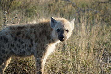 Hyena at sunrise hunt