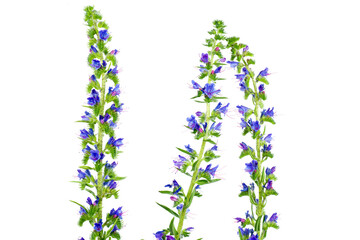 Echium isolated on white background.nectariferous plant.
