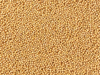 soybeans background close-up top view. macro shot soybeans fills frame.