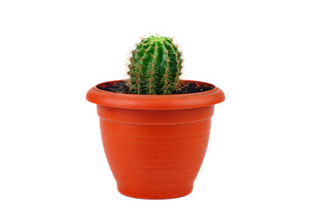 Succulent cactus flower in plastic pot isolated on a white background