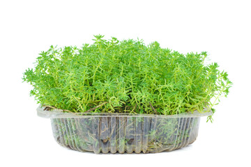 Sedum arce in plastic pot isolated on white background.