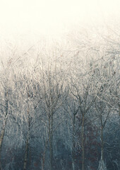 Spindly trees and branches in an enchanted Winter forest, beautiful icy, frozen, hoar frost-covered branches and trees with snowflakes and mist, 