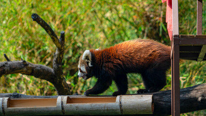 red panda in the zoo