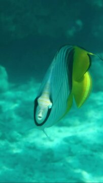Vertical video, close-up portrait of Butterflyfish slowly swim above sandy bottom. Cross Stripe Butterfly or Threadfin Butterflyfish (Chaetodon auriga), Sllow motion