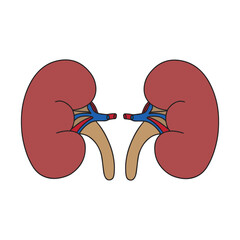 World Kidney Day. Strong healthy kidneys isolated on a white background. Vector flat icon design. The concept of a healthy organ medical illustration