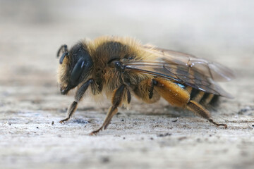 Closeup on a female Yellow legged mining bee, Andrena flavipes, sitting on wood