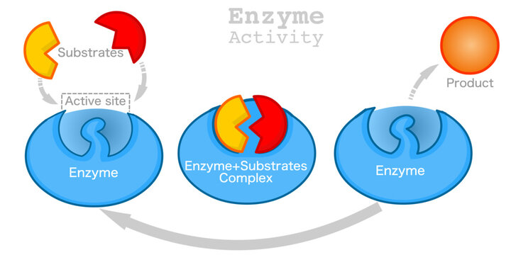 Enzyme activity work. chemical reaction function. catalytic action with substrate and product. Lock, key mechanism action. Section anatomy diagram. Complex, active site. Vector illustration