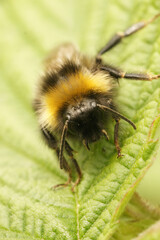 Closeup on the forest four colored cuckoo-bumblebee, Bombus sylvestris on a green leaf in the garden
