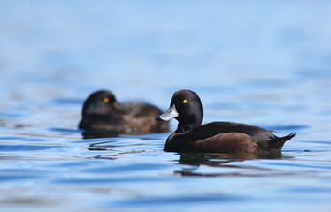 A close-up shot of an adult male New Zealand Scaup - Aythya novaeseelandiae - endemic to New Zealand, with beautiful golden eyes, swimming in the Lake Wakatipu in Queenstown, South Island, New Zealand