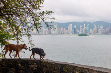 Group of dogs walking on a wall with a city in the background