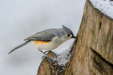 A Tufted Titmouse takes a mealworm for the log feeder we have in our yard.  Bird feeding while snow is falling in Winter in Windsor in Upstate NY.