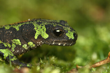 Closeup on the head of a threatened French marbled newt, Triturus marmoratus
