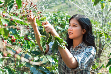 close up Asian women picking coffee berry on coffee tree