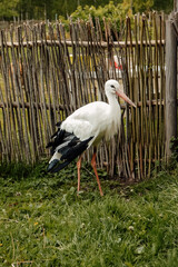 summer. Zoo garden, mini zoo park, animals, stork