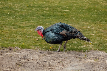 summer. Zoo garden, mini zoo park, animals, turkey