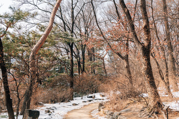 Winter snow forest trail at Deoksugung Palace in Seoul, Korea