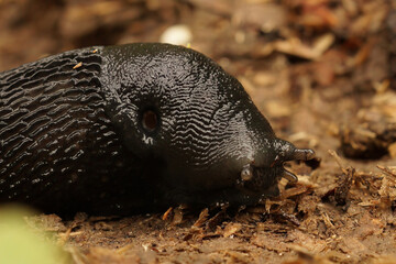 Closeup on a large slmiy,  air-breathing ash-black land slug, Limax cinereoniger