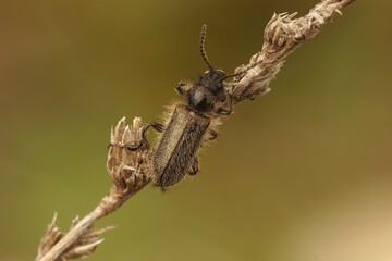 Closeup on a hairy Mediterranean Enicopus beetle , hanging on a dried straw