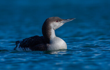 large waterfowl in its natural habitat, Black-throated Loon, Gavia arctica	