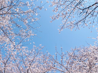 桜の花のある風景