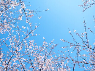 桜の花のある風景