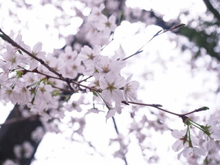 Obraz premium 桜の花のある風景