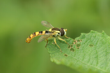 Natural closeup on a long hoverly, Sphaerophoria scripta, sitting on a green leaf