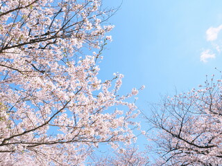 桜の花のある風景