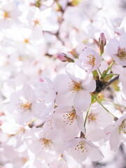 Fototapeta na wymiar 桜の花のある風景