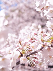 桜の花のある風景
