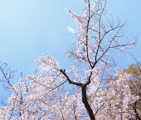桜の花のある風景