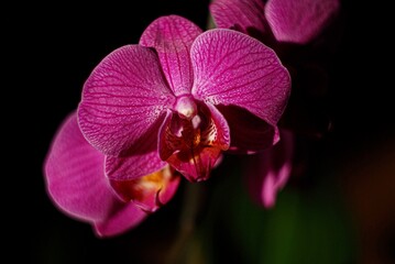 purple orchid