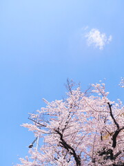 桜の花のある風景