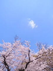 桜の花のある風景