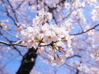 桜の花のある風景