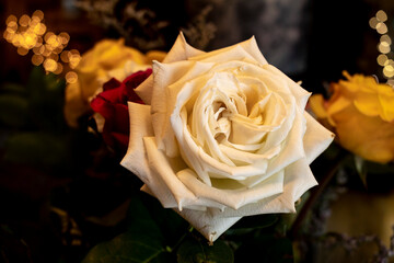 A white rose with a dark background and bokeh from white lights.