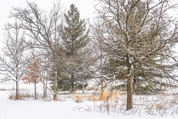 Young oak trees and white pines with prairie grasses while it is snowing.