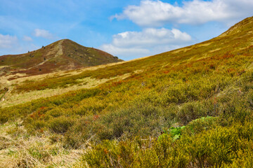 beautiful mountain glade during spring, colorful mountain with plants coming back to life; spring landscape of european mountains