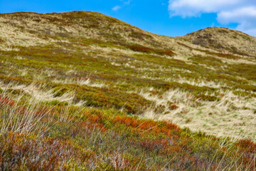 beautiful mountain glade during spring, colorful mountain with plants coming back to life; spring landscape of european mountains