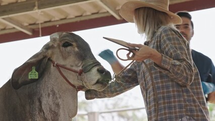 Brahman cattle being checked for health by a livestock doctor and rancher in a clean pen. cattle breeding farm