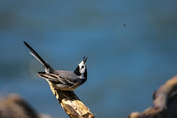 beautiful little white wagtail (Motacilla alba) bends his head upwards swallows insect. San river in the background, Bieszczady, Poland. Birds of Europe