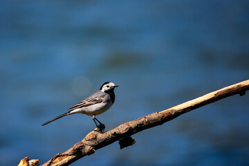 cute small white wagtail (Motacilla alba) sit on a branch. San river in background. Bieszczady National Park. Birds of Europe